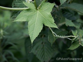 Leaf